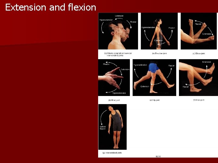 Extension and flexion 