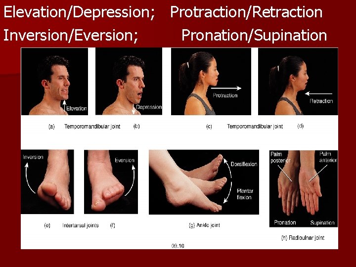 Elevation/Depression; Protraction/Retraction Inversion/Eversion; Pronation/Supination 