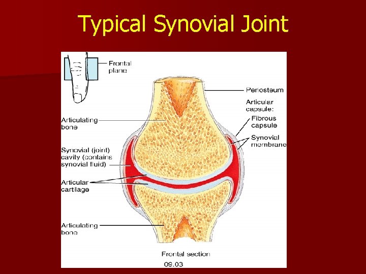 Typical Synovial Joint 