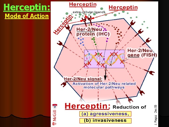 Herceptin: Mode of Action 