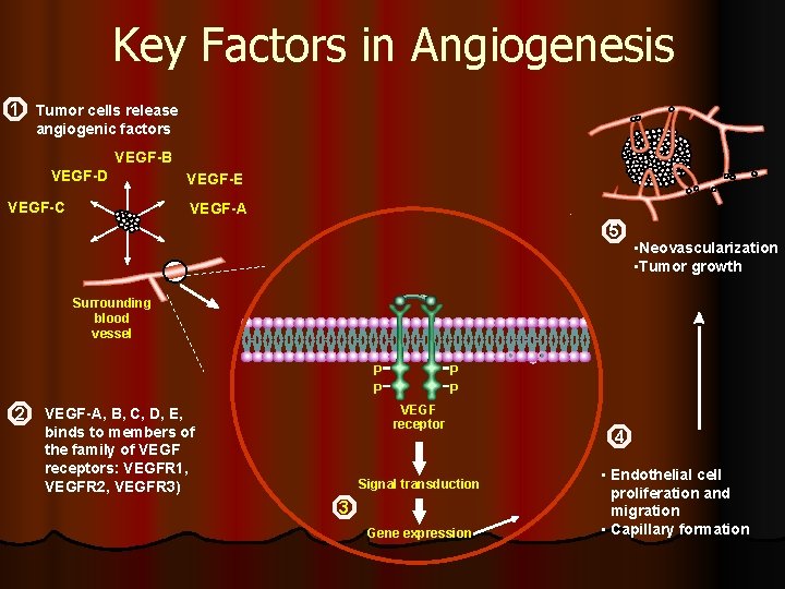 Key Factors in Angiogenesis 1 Tumor cells release angiogenic factors VEGF-B VEGF-D VEGF-C VEGF-E