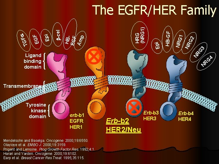 G 2 G 3 NR 1 NRG NR Ligand binding domain HB-GF Epi HRG