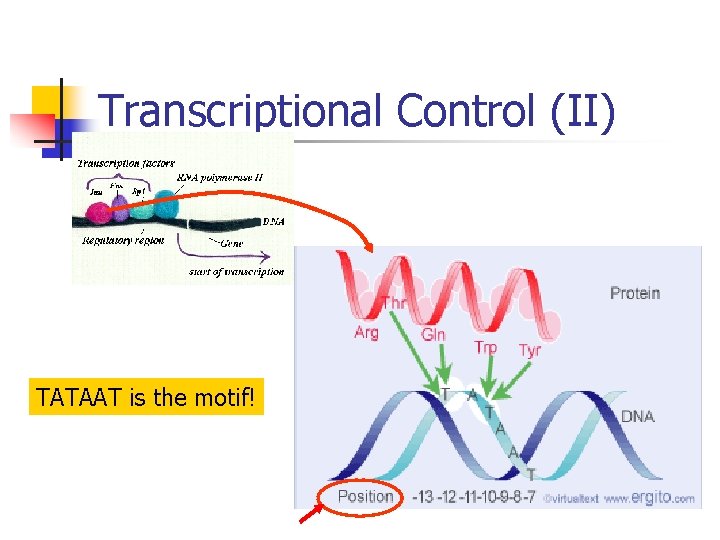 Transcriptional Control (II) TATAAT is the motif! 