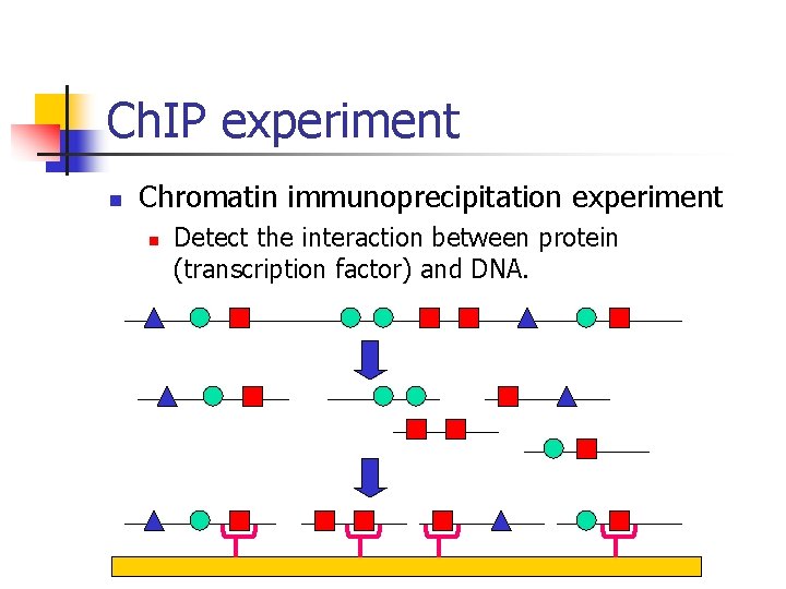 Ch. IP experiment n Chromatin immunoprecipitation experiment n Detect the interaction between protein (transcription