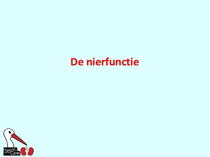 De nierfunctie 