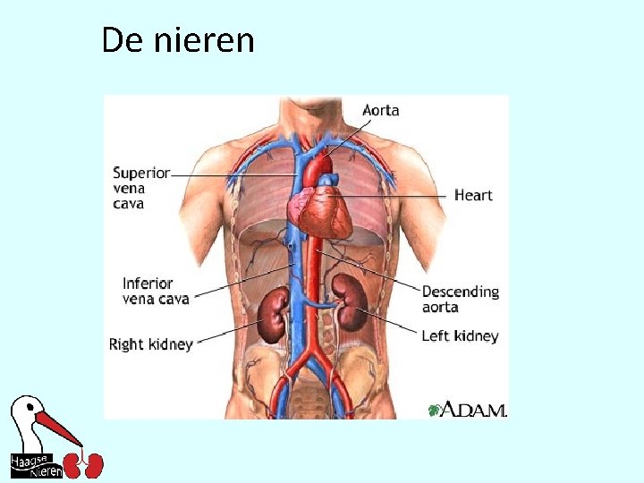 De nieren 