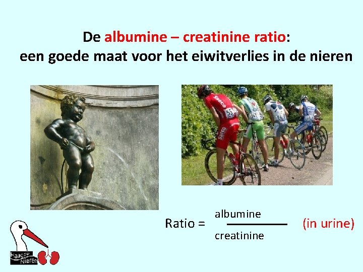 De albumine – creatinine ratio: een goede maat voor het eiwitverlies in de nieren