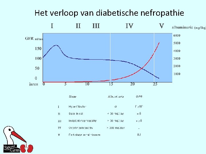 Het verloop van diabetische nefropathie 