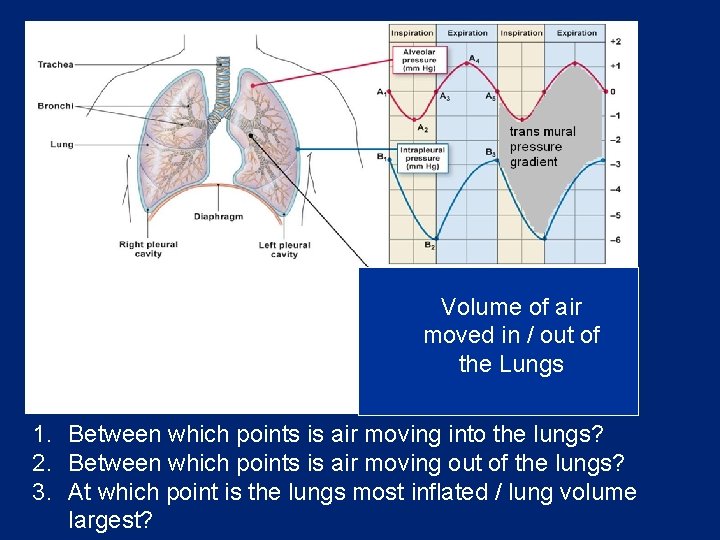 Volume of air moved in / out of the Lungs 1. Between which points