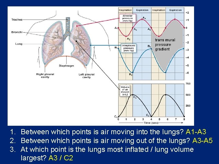 1. Between which points is air moving into the lungs? A 1 -A 3