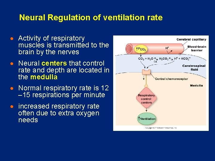 Neural Regulation of ventilation rate · Activity of respiratory muscles is transmitted to the
