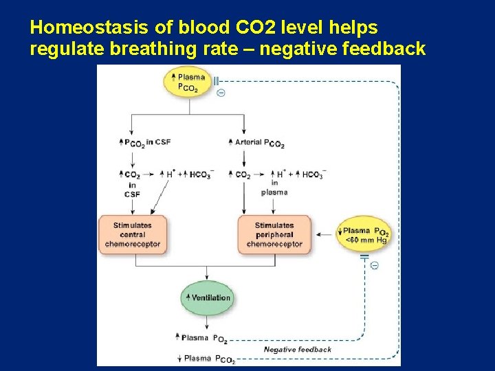 Homeostasis of blood CO 2 level helps regulate breathing rate – negative feedback 