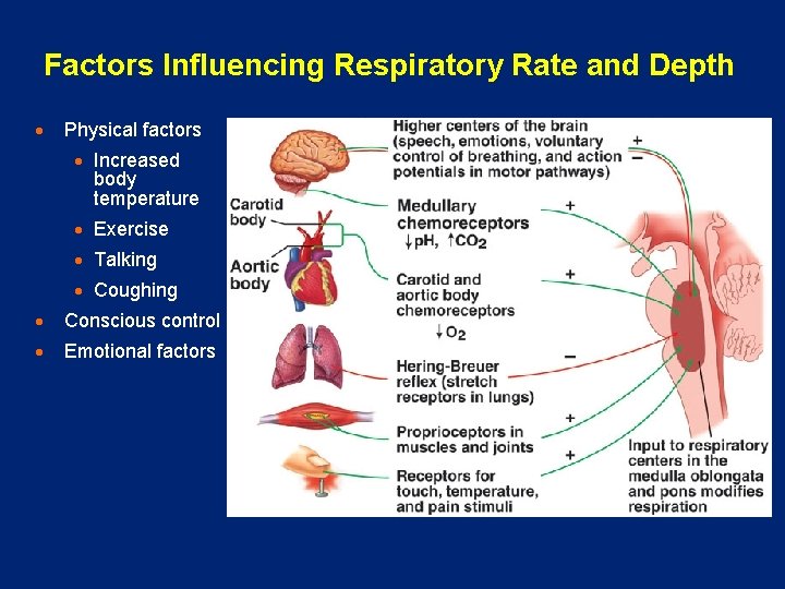 Factors Influencing Respiratory Rate and Depth · Physical factors · Increased body temperature ·