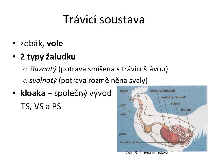 Trávicí soustava • zobák, vole • 2 typy žaludku o žlaznatý (potrava smíšena s