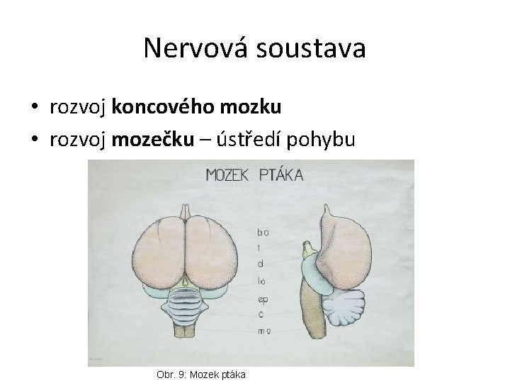 Nervová soustava • rozvoj koncového mozku • rozvoj mozečku – ústředí pohybu Obr. 9: