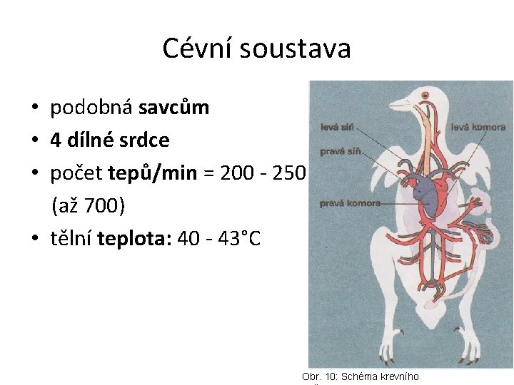 Cévní soustava • podobná savcům • 4 dílné srdce • počet tepů/min = 200