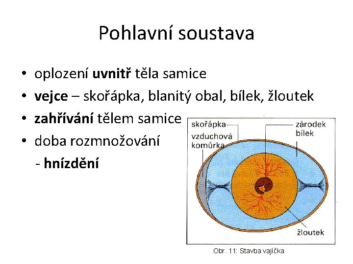 Pohlavní soustava • • oplození uvnitř těla samice vejce – skořápka, blanitý obal, bílek,