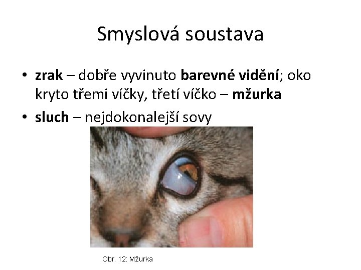 Smyslová soustava • zrak – dobře vyvinuto barevné vidění; oko kryto třemi víčky, třetí