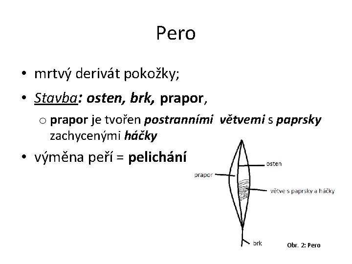 Pero • mrtvý derivát pokožky; • Stavba: osten, brk, prapor, o prapor je tvořen