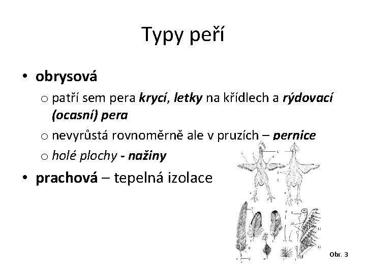 Typy peří • obrysová o patří sem pera krycí, letky na křídlech a rýdovací