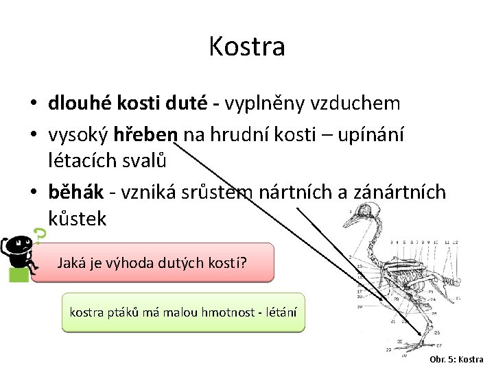 Kostra • dlouhé kosti duté - vyplněny vzduchem • vysoký hřeben na hrudní kosti