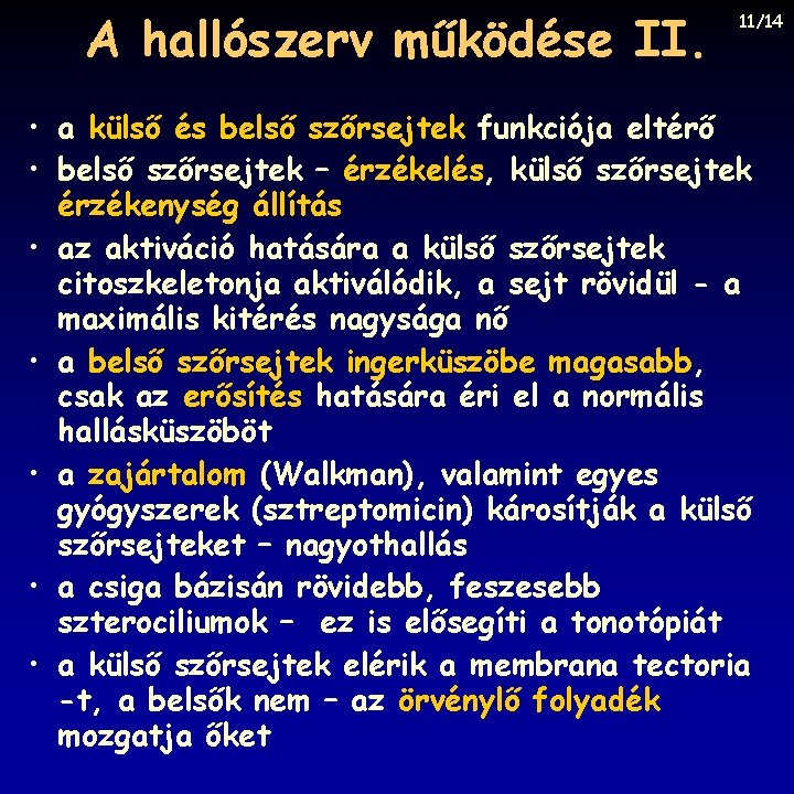 A hallószerv működése II. 11/14 • a külső és belső szőrsejtek funkciója eltérő •