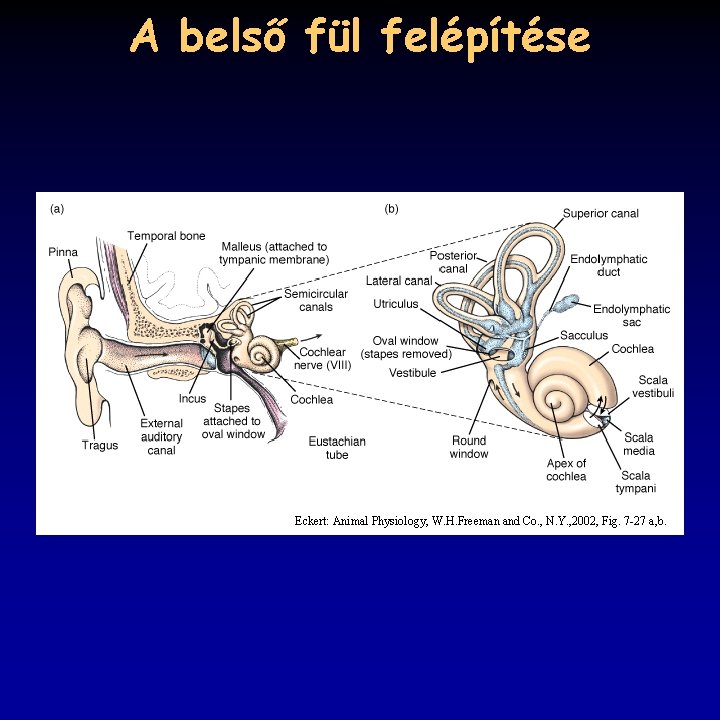 A belső fül felépítése Eckert: Animal Physiology, W. H. Freeman and Co. , N. A belső fül felépítése Eckert: Animal Physiology, W. H. Freeman and Co. , N.