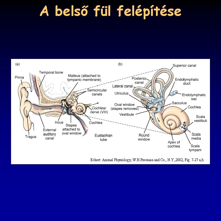 A belső fül felépítése Eckert: Animal Physiology, W. H. Freeman and Co. , N.