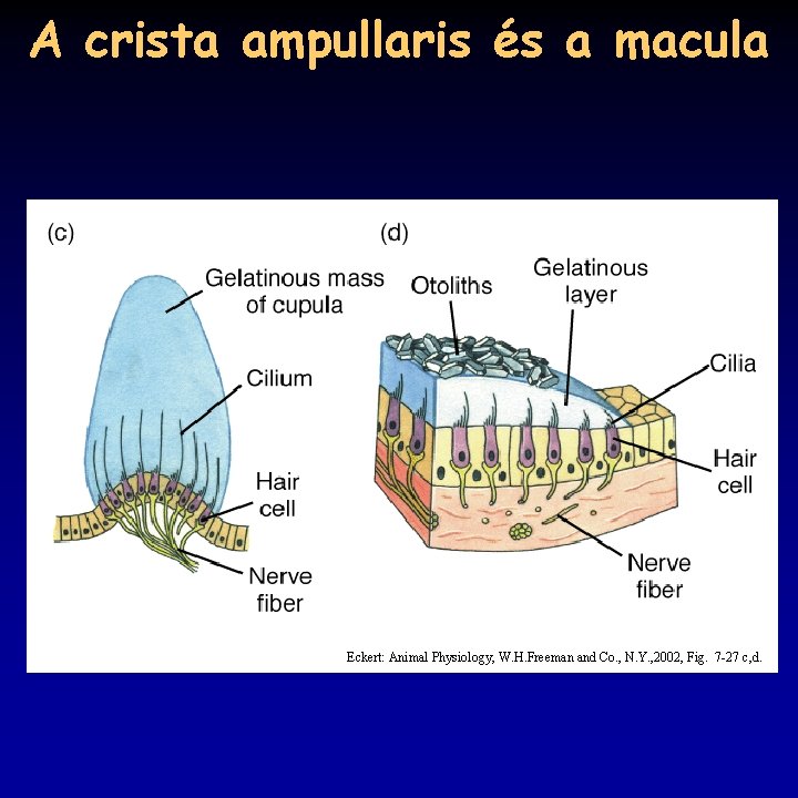 A crista ampullaris és a macula Eckert: Animal Physiology, W. H. Freeman and Co. A crista ampullaris és a macula Eckert: Animal Physiology, W. H. Freeman and Co.