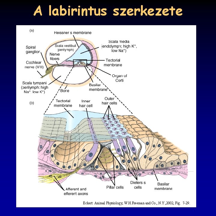 A labirintus szerkezete Eckert: Animal Physiology, W. H. Freeman and Co. , N. Y. A labirintus szerkezete Eckert: Animal Physiology, W. H. Freeman and Co. , N. Y.
