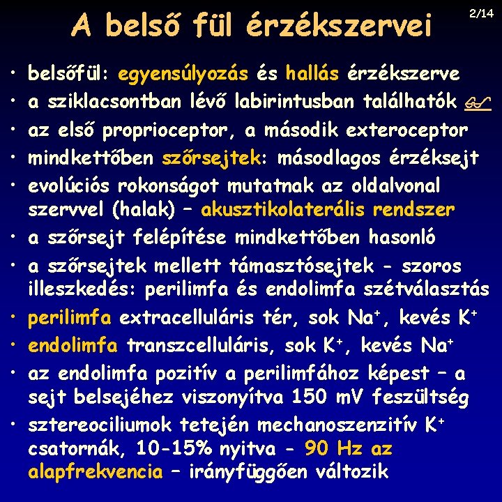 A belső fül érzékszervei • • • 2/14 belsőfül: egyensúlyozás és hallás érzékszerve a