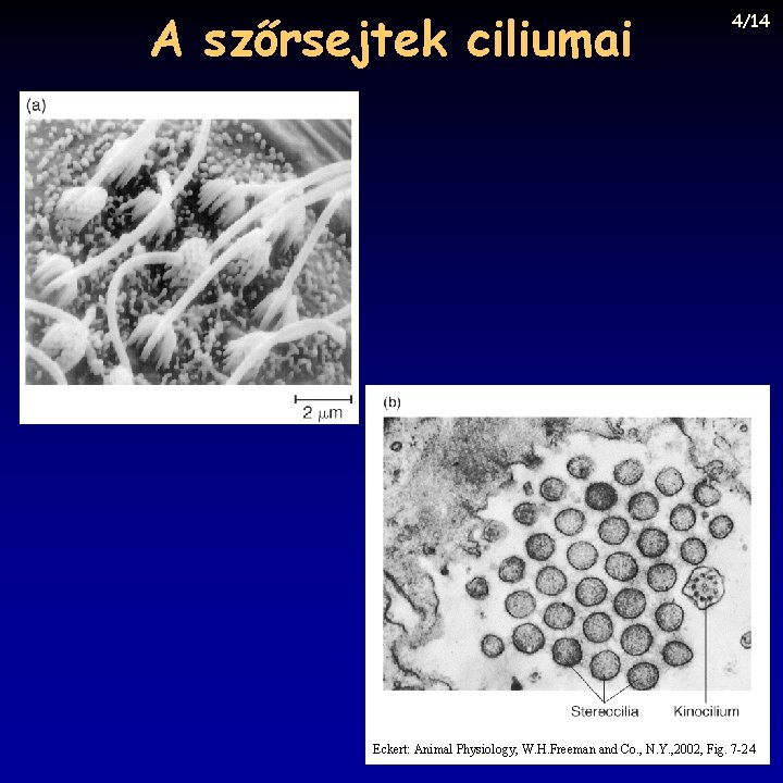 A szőrsejtek ciliumai 4/14 Eckert: Animal Physiology, W. H. Freeman and Co. , N.