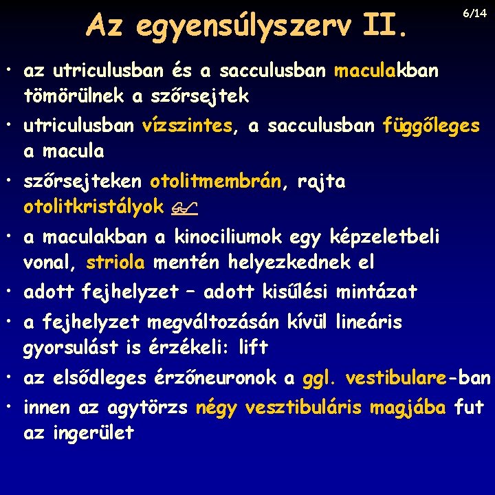Az egyensúlyszerv II. 6/14 • az utriculusban és a sacculusban maculakban tömörülnek a szőrsejtek Az egyensúlyszerv II. 6/14 • az utriculusban és a sacculusban maculakban tömörülnek a szőrsejtek