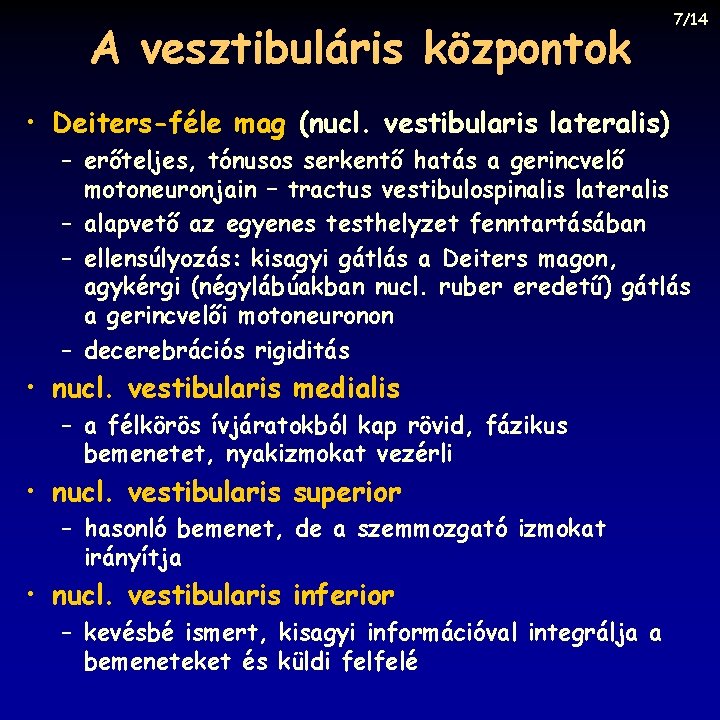 A vesztibuláris központok 7/14 • Deiters-féle mag (nucl. vestibularis lateralis) – erőteljes, tónusos serkentő