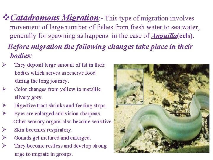 v. Catadromous Migration: - This type of migration involves movement of large number of