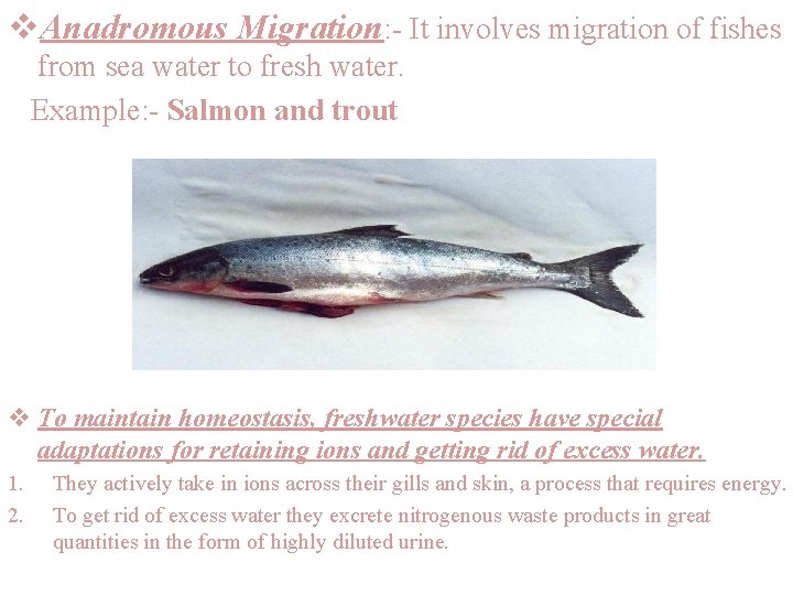 v. Anadromous Migration: - It involves migration of fishes from sea water to fresh