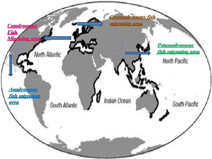 Catadromous Fish Migrating area Oceanodromous fish migrating area Potamodromous fish migrating area Anadromous fish