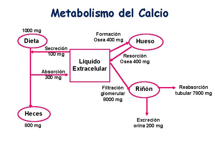 Metabolismo del Calcio 1000 mg Formación Osea 400 mg Dieta Secreción 100 mg Absorción