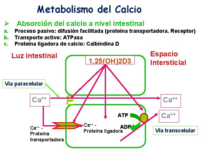 Metabolismo del Calcio Ø Absorción del calcio a nivel intestinal a. b. c. Proceso