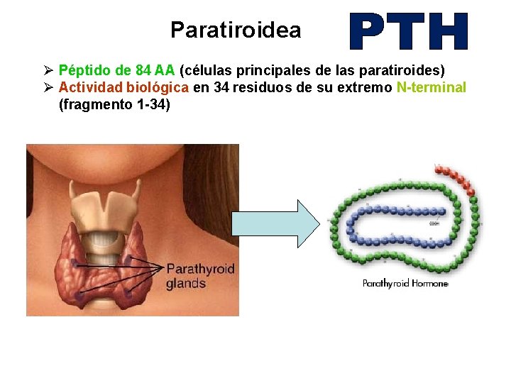 Paratiroidea Ø Péptido de 84 AA (células principales de las paratiroides) Ø Actividad biológica