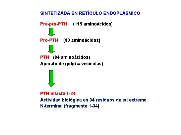 SINTETIZADA EN RETÍCULO ENDOPLÁSMICO Pre-pro-PTH Pro-PTH (115 aminoácidos) (90 aminoácidos) PTH (84 aminoácidos) Aparato