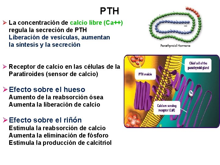 PTH Ø La concentración de calcio libre (Ca++) regula la secreción de PTH Liberación