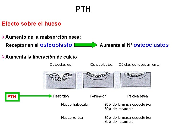 PTH Efecto sobre el hueso ØAumento de la reabsorción ósea: Receptor en el osteoblasto