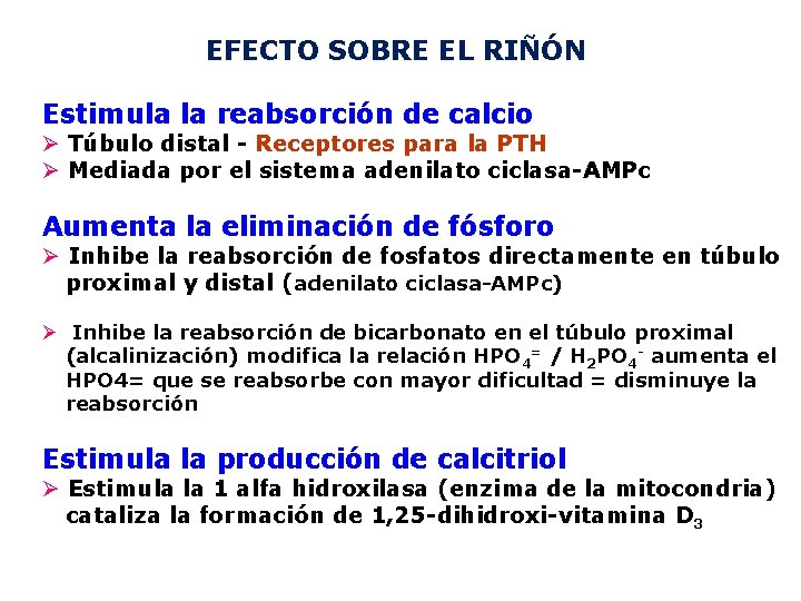 EFECTO SOBRE EL RIÑÓN Estimula la reabsorción de calcio Ø Túbulo distal - Receptores