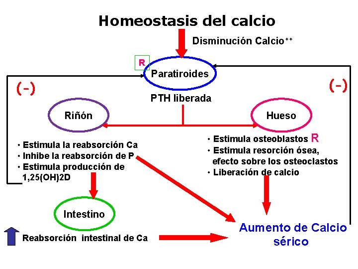 Homeostasis del calcio Disminución Calcio++ R Paratiroides (-) PTH liberada Riñón • Estimula la