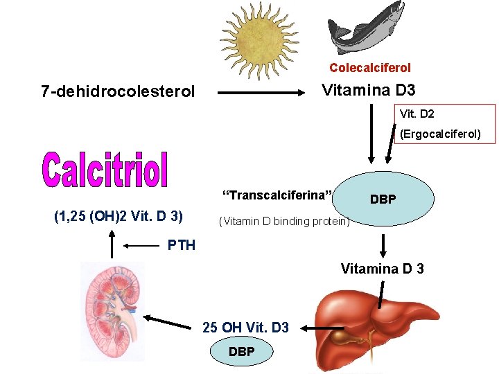 Colecalciferol Vitamina D 3 7 -dehidrocolesterol Vit. D 2 (Ergocalciferol) “Transcalciferina” (1, 25 (OH)2