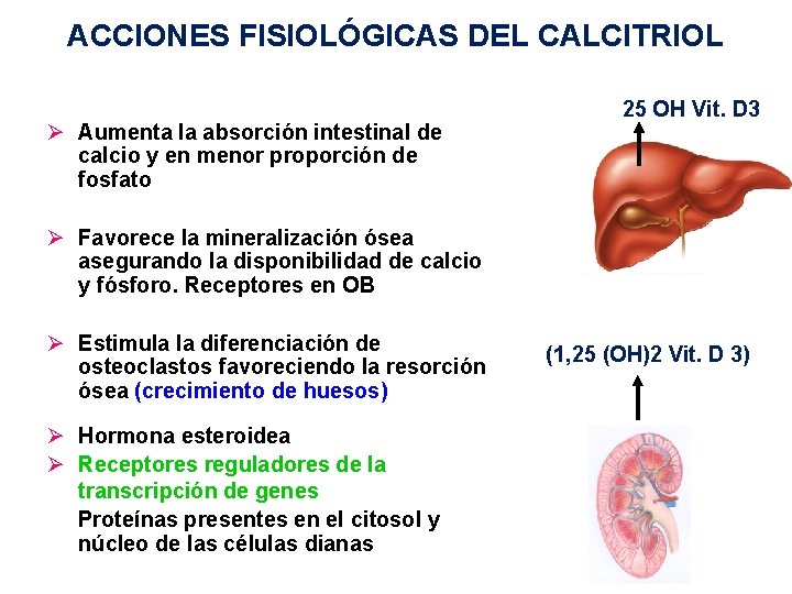 ACCIONES FISIOLÓGICAS DEL CALCITRIOL Ø Aumenta la absorción intestinal de calcio y en menor