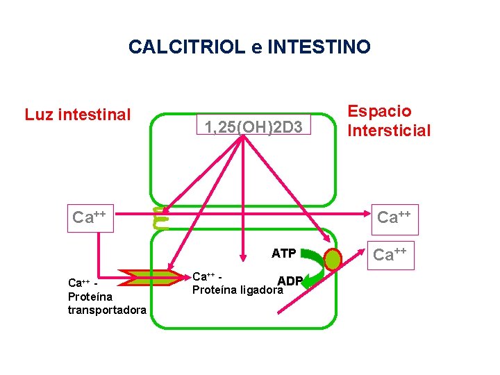 CALCITRIOL e INTESTINO Luz intestinal 1, 25(OH)2 D 3 Ca++ ATP Ca++ Proteína transportadora