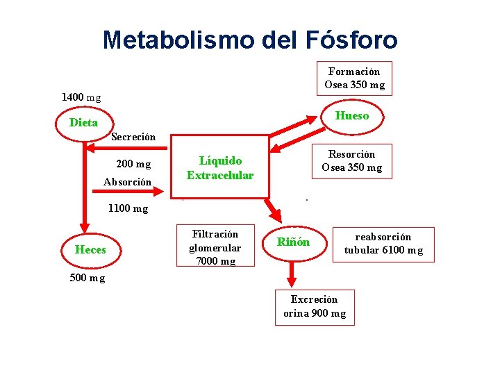 Metabolismo del Fósforo Formación Osea 350 mg 1400 mg Hueso Dieta Secreción 200 mg