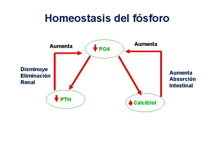 Homeostasis del fósforo Aumenta PO 4 Aumenta Disminuye Eliminación Renal Aumenta Absorción Intestinal PTH